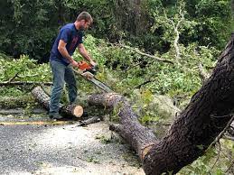 Best Emergency Tree Removal Services  in West Mountain, UT